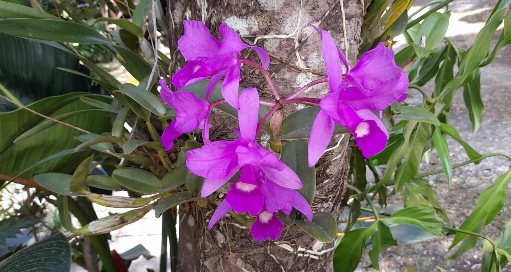Cabanas La Montana Monteverde Ngoại thất bức ảnh